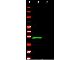 ING4 Antibody - Anti-p29 ING4 Polyclonal Antibody - Western Blot. Anti-p29 ING4 polyclonal antibody detects ING4 protein by western blot. This antibody was used at 1.0 ug/ml to detect ING4 (lane 2) present in a U2OS whole cell lysate over expressing the protein. A control lysate (lane 3) shows no background staining. Comparison to MW markers (lane 1) indicates detection of a single band at ~29 kD corresponding to ING4. A 4-20% TRIS-glycine gradient gel was used to separate the protein by SDS-PAGE under reducing conditions. The protein was transferred to nitrocellulose using standard methods. After blocking using 5% non-fat dry milk in PBS, the membrane was probed with the primary antibody overnight at 4° C followed by washes and reaction with a 1:20000 dilution of IRDye800 conjugated Rb-a-Goat IgG [H&L] (code for 45 min at room temperature. LICORs Odyssey Infrared Imaging System was used to scan and process the image. Other detection systems will yield similar results.