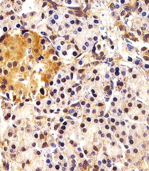 ING4 Antibody - Immunohistochemical of paraffin-embedded H.pancreas section using ING4 Antibody. Antibody was diluted at 1:25 dilution. A peroxidase-conjugated goat anti-rabbit IgG at 1:400 dilution was used as the secondary antibody, followed by DAB staining.