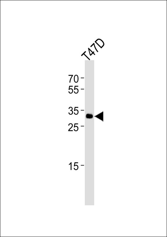 ING4 Antibody - Western blot of lysate from T47D cell line with ING4 Antibody. Antibody was diluted at 1:1000. A goat anti-rabbit IgG H&L (HRP) at 1:5000 dilution was used as the secondary antibody. Lysate at 35 ug.