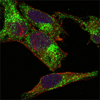 INHA / Inhibin Alpha Antibody - Confocal immunofluorescence of HeLa cells using INHA mouse monoclonal antibody (green). Red: Actin filaments have been labeled with DY-554 phalloidin. Blue: DRAQ5 fluorescent DNA dye.