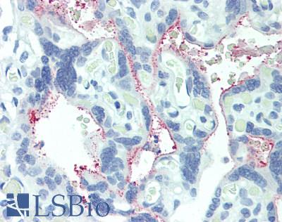 INHBB / Inhibin Beta B Antibody - Human Placenta: Formalin-Fixed, Paraffin-Embedded (FFPE)