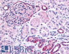 INPP5J / PIB5PA Antibody - Anti-INPP5J / PIB5PA antibody IHC of human glomerulus and renal tubular epithelium in cortex. Immunohistochemistry of formalin-fixed, paraffin-embedded tissue after heat-induced antigen retrieval.