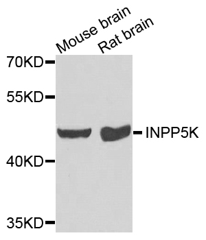 INPP5K / SKIP Antibody - Western blot blot of extracts of mouse brain and rat brain, using INPP5K antibody.