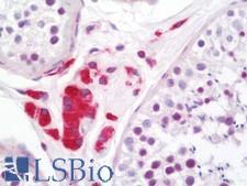 INSL3 Antibody - Anti-INSL3 antibody IHC staining of human testis. Immunohistochemistry of formalin-fixed, paraffin-embedded tissue after heat-induced antigen retrieval. Antibody dilution 1:50.