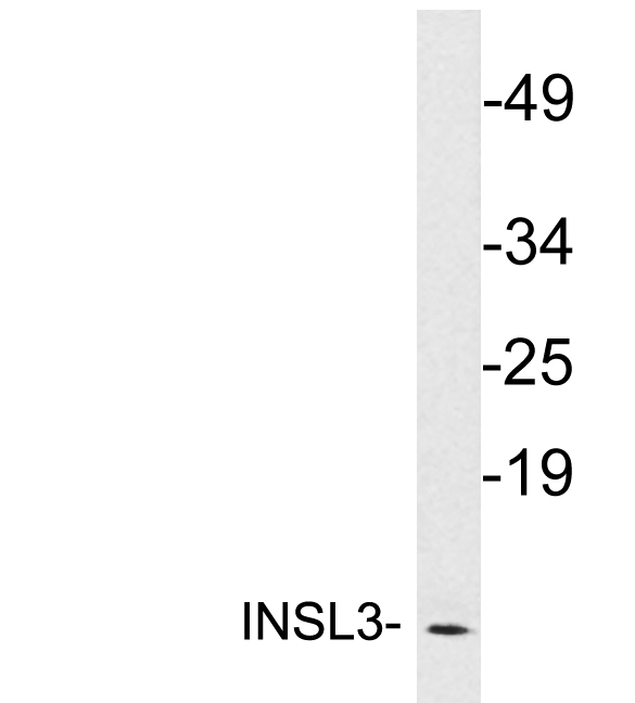 INSL3 Antibody - Western blot analysis of lysates from MCF7 cells, using INSL3 antibody.