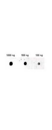 Insulin Antibody - Anti-Insulin Antibody - Dot Blot. Dot blotting. Mab anti-Insulin antibody (clone 2D11. H5) is shown to detect human insulin by dot blot. Each dot blot represents 1 ul of non-denatured human insulin at various dilutions starting at 1.0 ug/ml spotted on to nitrocellulose. A 1:400 dilution of Mab anti-Insulin is used for 2 hour followed by detection using a 1:5000 dilution of IRDyeTM800 conjugated Goat-a-Mouse IgG [H&L] ( reacted for 45 min at room temperature and visualization using the Odyssey Infrared Imaging System developed by LI-COR. Other detection systems will yield similar results. IRDye is a trademark of LI-COR, Inc.