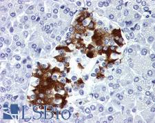Insulin Antibody - Anti-Insulin antibody IHC of human pancreas. Immunohistochemistry of formalin-fixed, paraffin-embedded tissue after heat-induced antigen retrieval. Antibody concentration 10 ug/ml. This image was taken for the unconjugated form of this product. Other forms have not been tested.