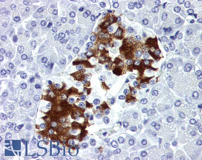 Insulin Antibody - Anti-Insulin antibody IHC of human pancreas. Immunohistochemistry of formalin-fixed, paraffin-embedded tissue after heat-induced antigen retrieval. Antibody concentration 10 ug/ml. This image was taken for the unconjugated form of this product. Other forms have not been tested.