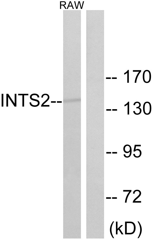INTS2 / INT2 Antibody - Western blot analysis of lysates from RAW264.7 cells, using INTS2 Antibody. The lane on the right is blocked with the synthesized peptide.