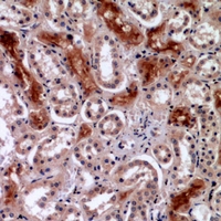 IPAF / NLRC4 Antibody