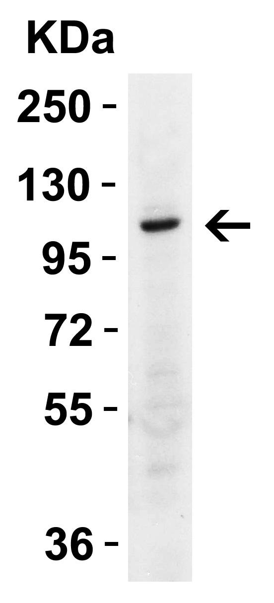 IPAF / NLRC4 Antibody - Western blot analysis of Anti-IPAF antibody (LS-B533, 2µg/ml; 15 µg of lysate per lane). Lane 1: THP-1 Cell lysate. Antibody produced band at ~116 kDa.