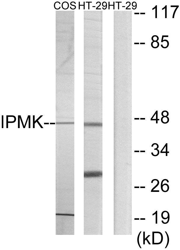 IPMK Antibody - Western blot analysis of lysates from HT-29 and COS7 cells, using IPMK Antibody. The lane on the right is blocked with the synthesized peptide.