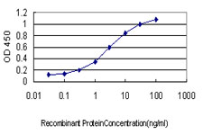 IPO5 / RANBP5 Antibody - Detection limit for recombinant GST tagged IPO5 is approximately 0.03 ng/ml as a capture antibody.