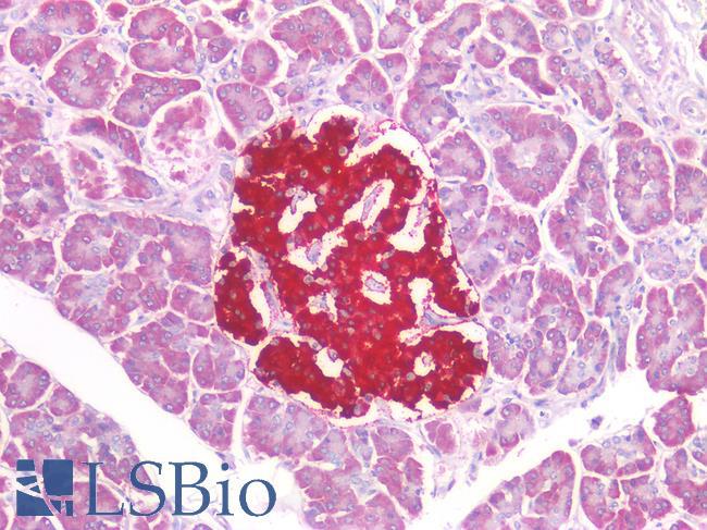 IPO5 / RANBP5 Antibody - Human Pancreas: Formalin-Fixed, Paraffin-Embedded (FFPE)