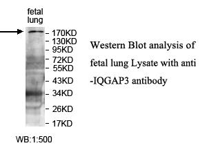 IQGAP3 Antibody