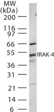 IRAK4 / IRAK-4 Antibody - Western blot of IRAK-4 in 30 ugs of NIH 3T3 cell lysate using antibody at 1:500 dilution.