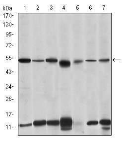 IRAK4 / IRAK-4 Antibody - Western blot using IRAK4 mouse monoclonal antibody against THP-1 (1), HeLa (2), K562 (3), MCF-7 (4), RAW264.7 (5), Jurkat (6) and Cos7 (7) cell lysate.