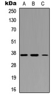 IRF1 / MAR Antibody - Western blot analysis of IRF1 expression in HEK293T (A); Raw264.7 (B); H9C2 (C) whole cell lysates.