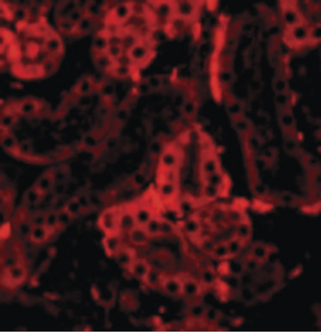 IRF3 Antibody - Immunofluorescence of IRF3 in Mouse Kidney cells with IRF3 antibody at 20 ug/ml.