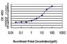 IRF4 Antibody - Detection limit for recombinant GST tagged IRF4 is approximately 0.03 ng/ml as a capture antibody.
