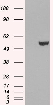 IRF6 Antibody - HEK293 overexpressing IRF6 (RC201579) and probed with (mock transfection in first lane).