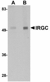 IRGC1 / CINEMA Antibody - Western blot of IRGC in mouse brain tissue lysate with IRGC antibody at (A) 1 and (B) 2 ug/ml. 