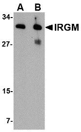 IRGM / LRG-47 Antibody - Western blot of IRGM in human brain lysate with IRGM antibody at (A) 1 and (B) 2 ug/ml.