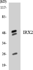 IRX2 Antibody - Western blot analysis of the lysates from HeLa cells using IRX2 antibody.