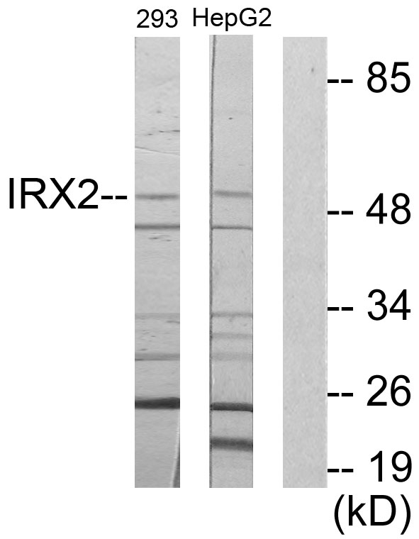 IRX2 Antibody - Western blot analysis of lysates from 293 and HepG2 cells, using IRX2 Antibody. The lane on the right is blocked with the synthesized peptide.