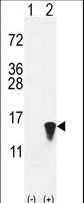 ISG15 Antibody - Western blot of ISG15 (arrow) using rabbit polyclonal hISG15-A46. 293 cell lysates (2 ug/lane) either nontransfected (Lane 1) or transiently transfected with the ISG15 gene (Lane 2).