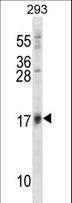 ISG15 Antibody - ISG15 Antibody (A46) western blot of 293 cell line lysates (35 ug/lane). The ISG15 antibody detected the ISG15 protein (arrow).