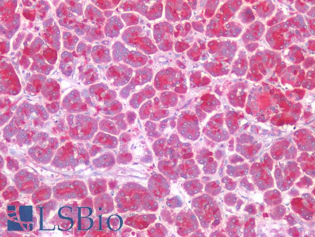 ISG15 Antibody - Human Pancreas: Formalin-Fixed, Paraffin-Embedded (FFPE)
