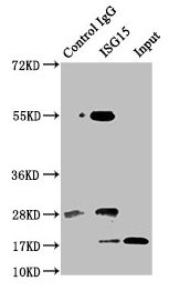 ISG15 Antibody - Immunoprecipitating ISG15 in Hela whole cell lysate Lane 1: Rabbit control IgG instead of ISG15 Antibody in Hela whole cell lysate.For western blotting, a HRP-conjugated Protein G antibody was used as the secondary antibody (1/5000) Lane 2: ISG15 Antibody (8µg) + Hela whole cell lysate (500µg) Lane 3: Hela whole cell lysate (20µg)