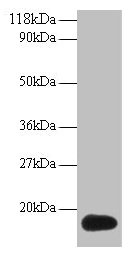 ISG15 Antibody - Western blot All lanes: Ubiquitin-like protein ISG15 antibody at 2µg/ml + 293T whole cell lysate Secondary Goat polyclonal to rabbit IgG at 1/15000 dilution Predicted band size: 18 kDa Observed band size: 18 kDa