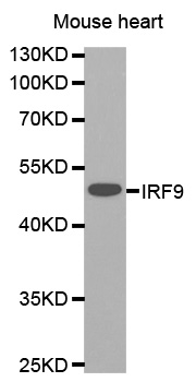 ISGF3 / IRF9 Antibody - Western blot analysis of extracts of mouse heart tissue lines, using IRF9 antibody.