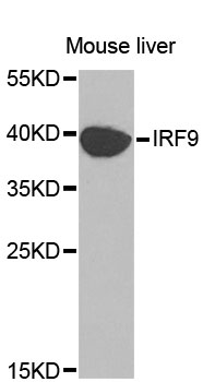 ISGF3 / IRF9 Antibody - Western blot analysis of extracts of mouse liver, using IRF9 antibody at 1:1000 dilution. The secondary antibody used was an HRP Goat Anti-Rabbit IgG (H+L) at 1:10000 dilution. Lysates were loaded 25ug per lane and 3% nonfat dry milk in TBST was used for blocking. An ECL Kit was used for detection and the exposure time was 90s.