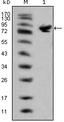 ISLET-1 / ISL1 Antibody - Western blot using ISL1 mouse monoclonal antibody against full-length ISL1 (aa1-349)-hIgGFc transfected HEK293 cell lysate(1).
