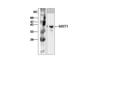 IST1 Antibody