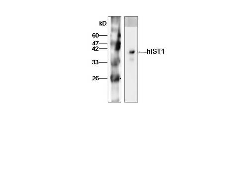 IST1 Antibody - Western Blot analysis