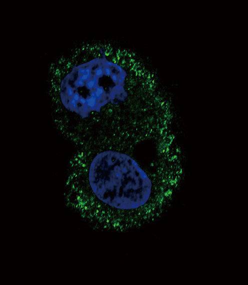 ITGA6/Integrin Alpha 6/CD49f Antibody - Confocal immunofluorescence of ITA6 Antibody with HepG2 cell followed by Alexa Fluor 488-conjugated goat anti-mouse lgG (green). DAPI was used to stain the cell nuclear (blue).