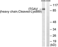 ITGAV/Integrin Alpha V/CD51 Antibody - Western blot of extracts from A549 cells, treated with etoposide 25 uM 1h, using ITGAV (heavy chain, Cleaved-Lys889) Antibody. The lane on the right is treated with the synthesized peptide.