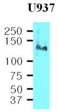 ITGB1 / Integrin Beta 1 / CD29 Antibody - Cell lysates of U937(40 ug) were resolved by SDS-PAGE, transferred to NC membrane and probed with anti-human CD29 (1:500). Proteins were visualized using a goat anti-mouse secondary antibody conjugated to HRP and an ECL detection system.