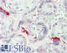 ITGB3 / Integrin Beta 3 / CD61 Antibody - Human Placenta: Formalin-Fixed, Paraffin-Embedded (FFPE)