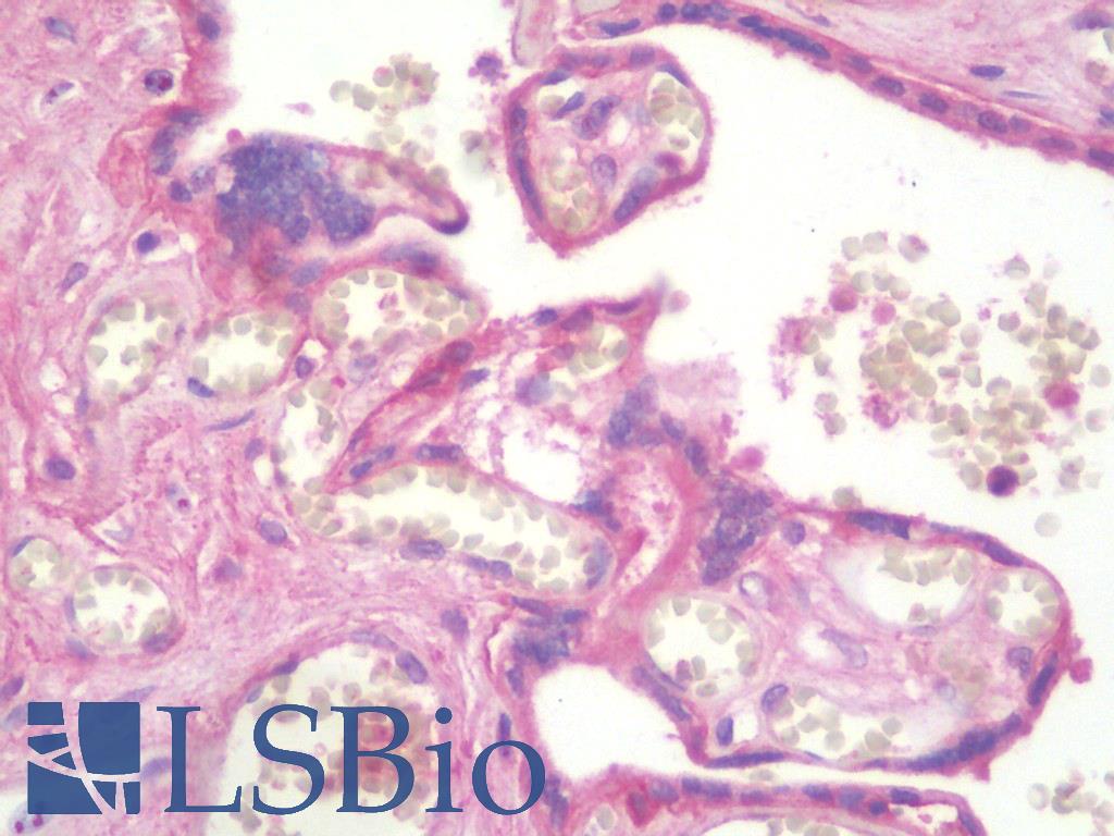 ITGB4 / Integrin Beta 4 Antibody - Anti-ITGB4 / Integrin Beta 4 antibody IHC staining of human placenta. Immunohistochemistry of formalin-fixed, paraffin-embedded tissue after heat-induced antigen retrieval. Antibody dilution 1:100.