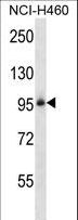 ITGB5 / Integrin Beta 5 Antibody - ITGB5 Antibody western blot of NCI-H460 cell line lysates (35 ug/lane). The ITGB5 antibody detected the ITGB5 protein (arrow).