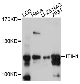ITIH1 Antibody - Western blot analysis of extracts of various cell lines, using ITIH1 antibody at 1:1000 dilution. The secondary antibody used was an HRP Goat Anti-Rabbit IgG (H+L) at 1:10000 dilution. Lysates were loaded 25ug per lane and 3% nonfat dry milk in TBST was used for blocking. An ECL Kit was used for detection and the exposure time was 90s.