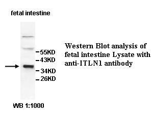ITLN1 / Omentin Antibody