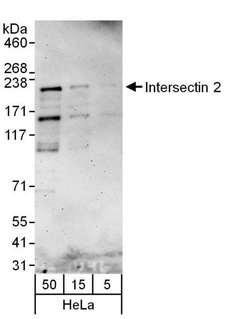 ITSN2 Antibody - Detection of Human Intersectin 2 by Western Blot. Samples: Whole cell lysate (5, 15 and 50) from HeLa cells. Antibodies: Affinity purified rabbit anti-Intersectin 2 antibody used for WB at 0.04 ug/ml. Detection: Chemiluminescence with an exposure time of 3 minutes.
