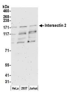 ITSN2 Antibody - Detection of human Intersectin 2 by western blot. Samples: Whole cell lysate (50 µg) from HeLa, HEK293T, and Jurkat cells prepared using NETN lysis buffer. Antibody: Affinity purified rabbit anti-Intersectin 2 antibody used for WB at 0.1 µg/ml. Detection: Chemiluminescence with an exposure time of 3 minutes.