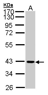 JAM2 Antibody - Sample (30 ug of whole cell lysate). A: A431 . 12 % SDS PAGE. JAM-B / JAM2 antibody diluted at 1:1000
